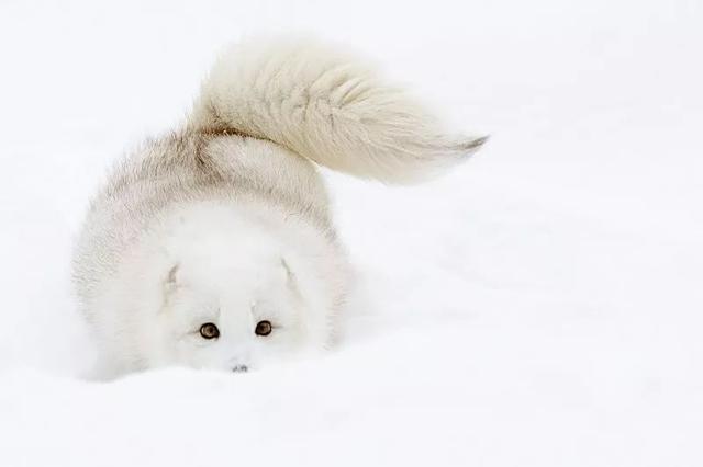 "藏"在雪地里的北极狐 摄影:jeff wendorff