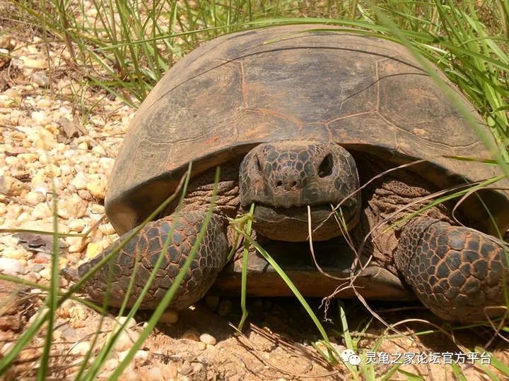 哥法地鼠龟 佛州沙漠陆龟