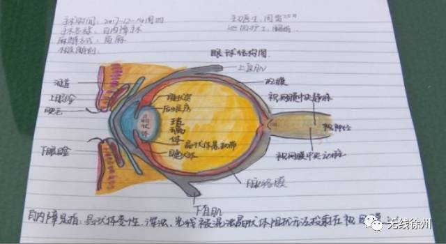 太用心了90后实习护士手绘解剖图笔记走红