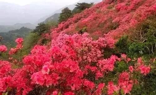 漫山遍野映山红