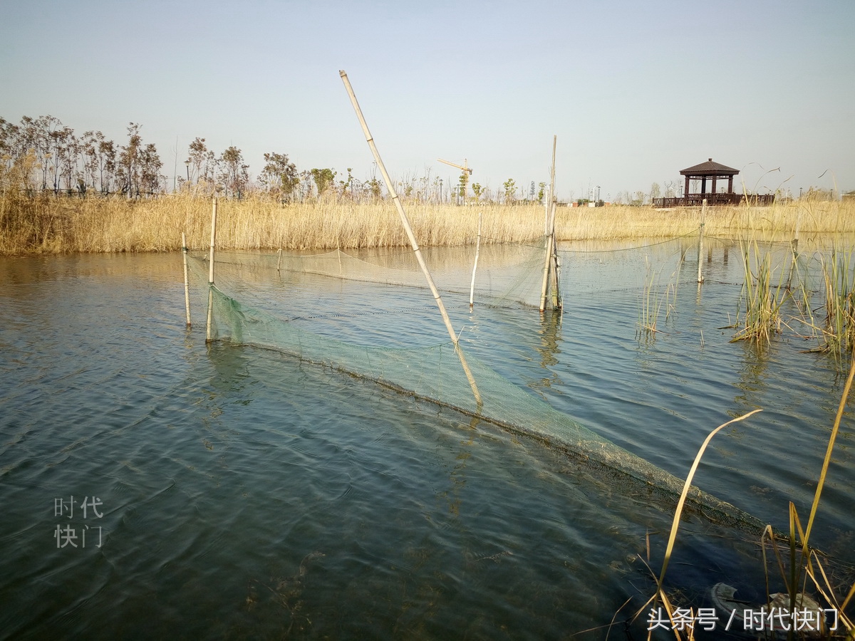 迷魂阵布进湿地公园网友大煞风景