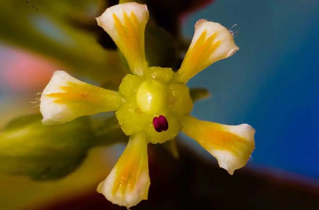 如何提高芒果两性花的比例?具体做法有哪些