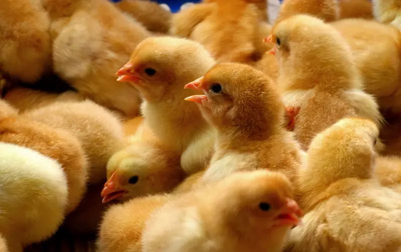 招聘养鸡_肉鸡场盈利八招 如何养鸡才赚钱 肉鸡养殖场生产销售管理手册 科(4)