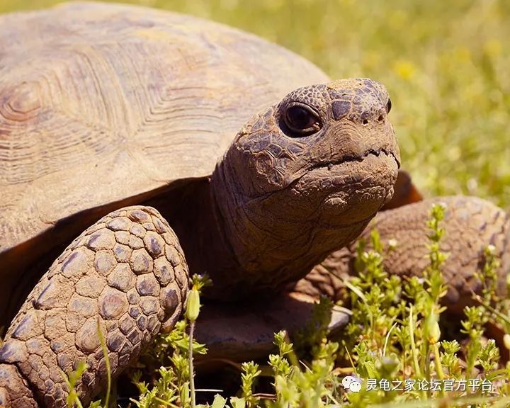 哥法地鼠龟佛州沙漠陆龟