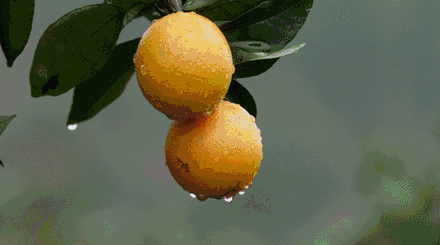蜜橙为什么