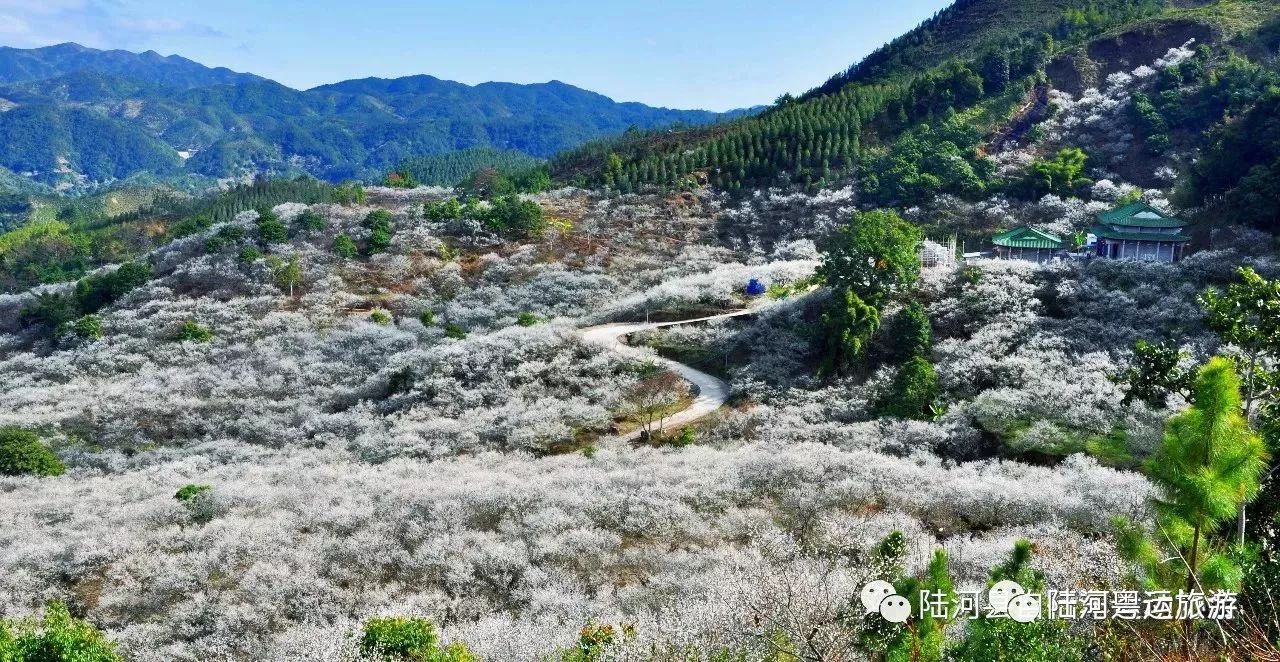 风景优美四周梅花环绕,是徙步必经之处螺洞世外梅园位于陆河县水唇镇