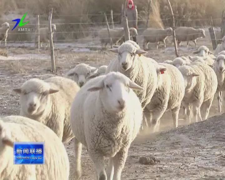 牧民张宝河饲养"察哈尔"品种羊走上致富路