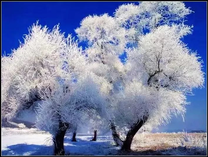 冬天的树——杨杨的诗