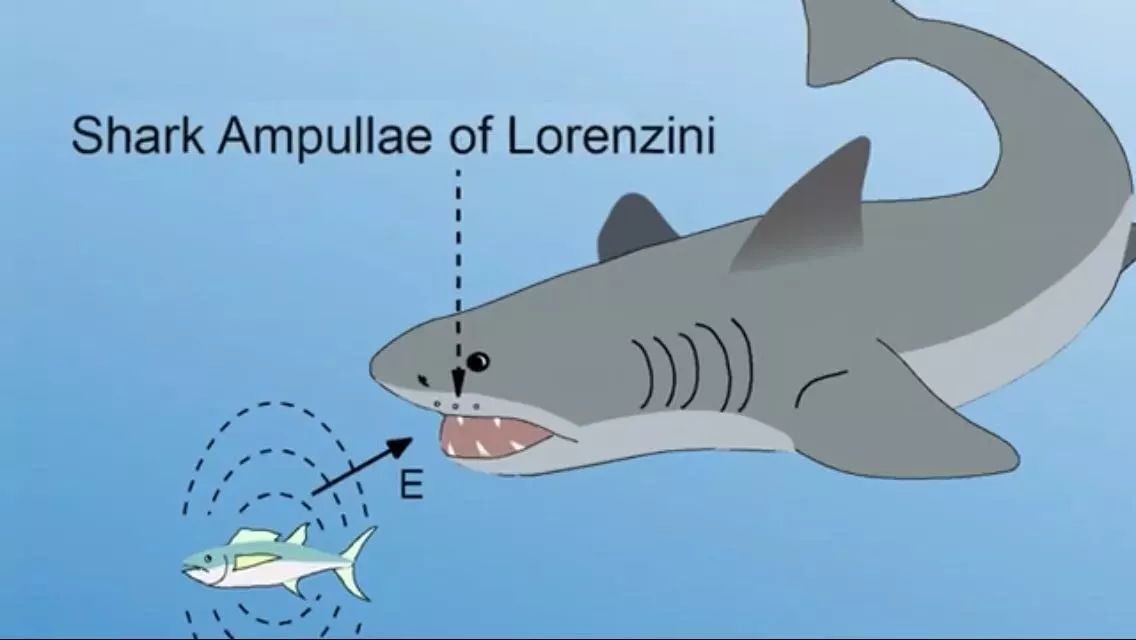 模仿鲨鱼新型量子材料可检测海水中微弱电场