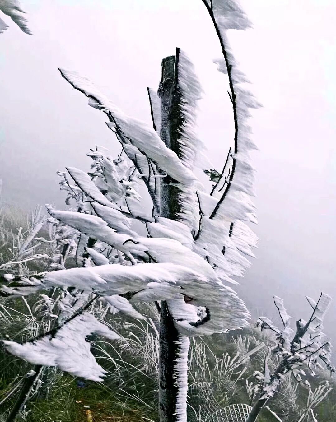 今早离横沥不远的罗浮山居然落雪了!