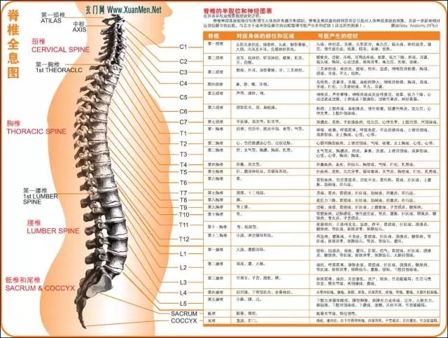 于完美的正常神经系统,而完美的神经系统取决于完美的脊椎与功能