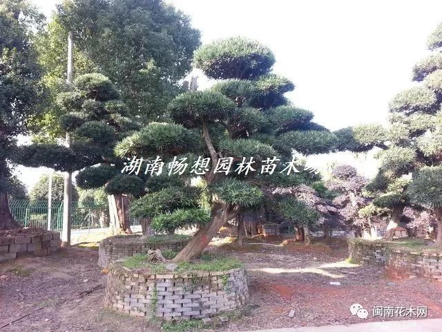 造型红继木,红叶石楠,香樟,香泡,三角枫—湖南长沙畅想园林苗木场