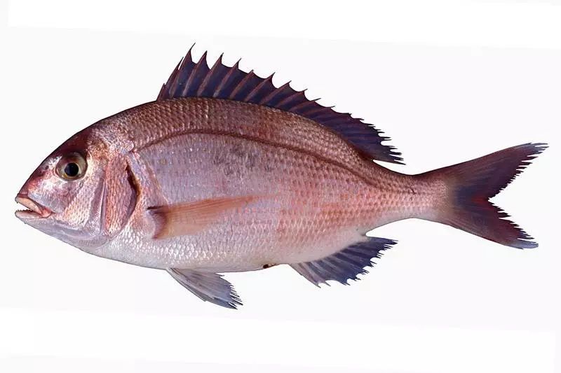 鲷鱼属于肉质紧实而又没有怪味的白肉鱼,有着"鱼中之王"的称号.