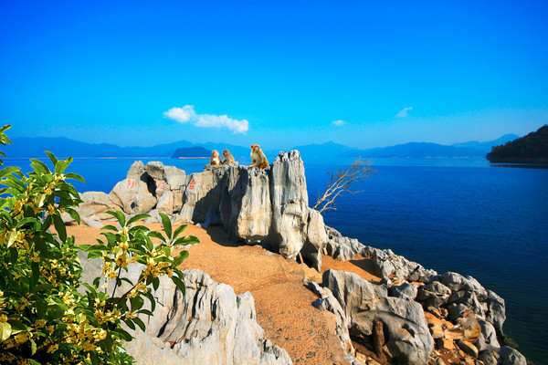 千岛湖1078个岛中,有一个岛丝毫不比梅峰岛差,外地人都知道,作为