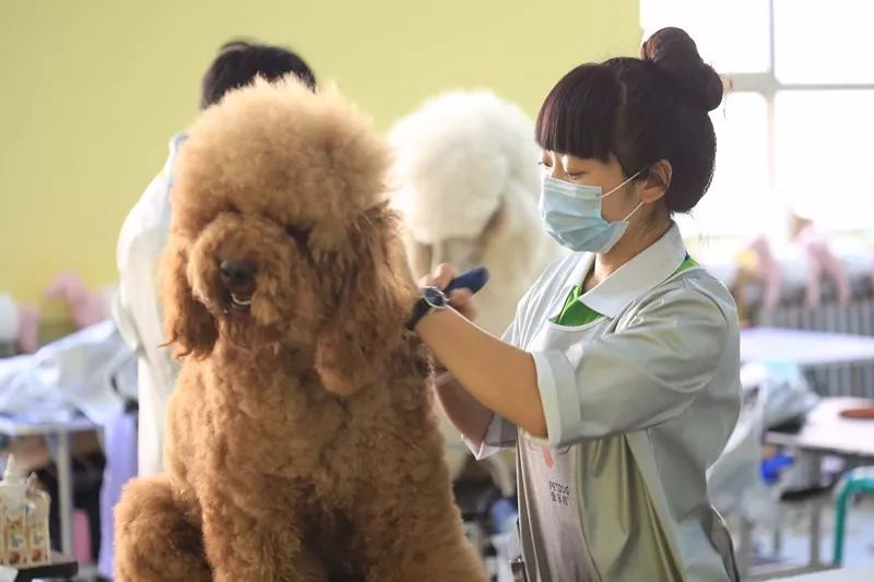 招聘宠物美容_3000元到5000加提成 招宠物美容师(4)