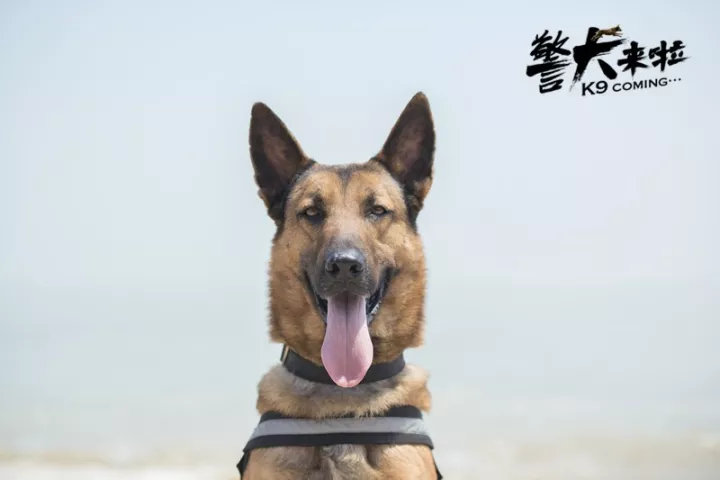 《警犬来啦》不领养就安乐死?刷屏的背后都是套路