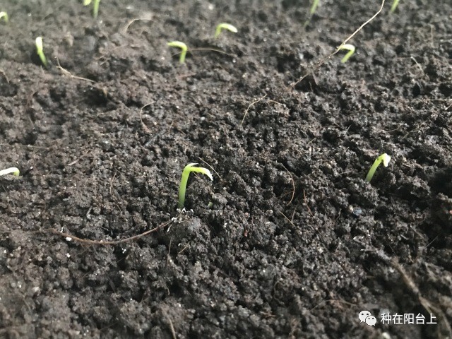 阳台日志11|猜猜阳台上种豌豆苗,从催芽播种到全面萌芽要几天时间