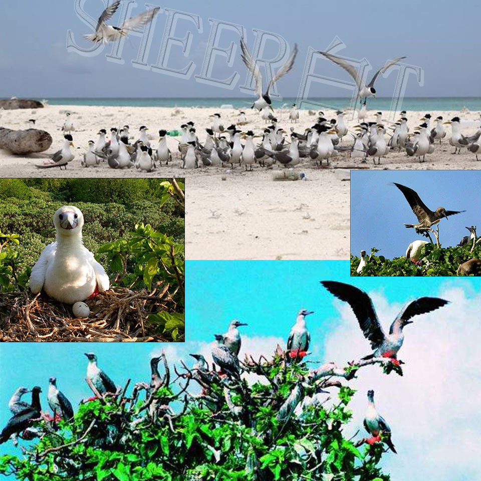 旅游 正文  第一:西沙群岛,看珊瑚,看海鸟,看白沙滩,看鱼.