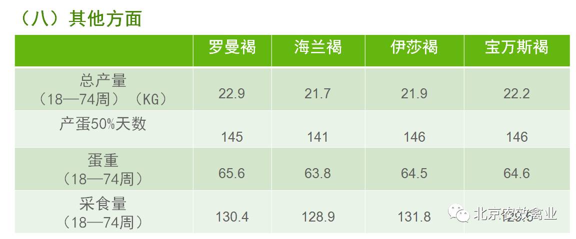 北京农效禽业优良品种——【商品代罗曼褐】