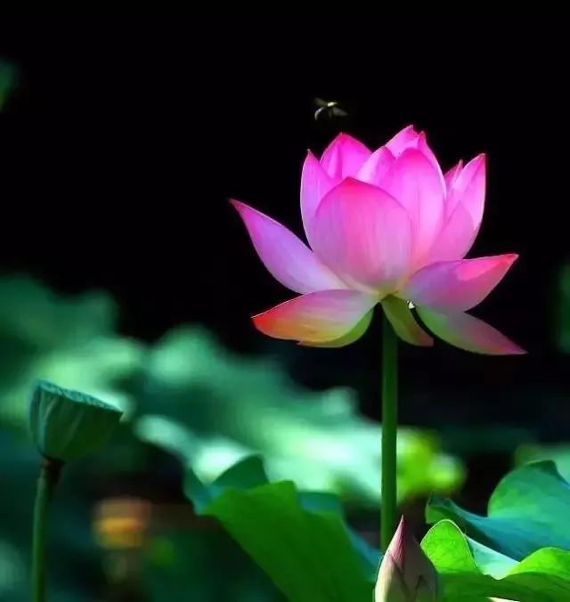 莲花在佛教中寓意圣洁,佛门多用"莲界""莲域""莲邦"以为称誉.
