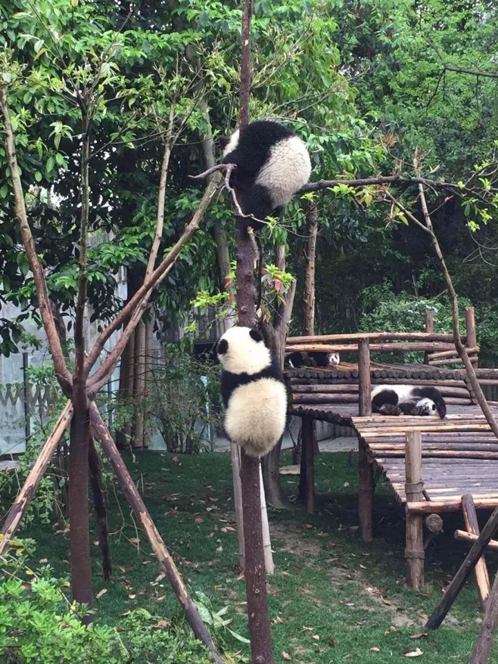 熊猫基地的风景很美,环境清幽,空气清新,处处是茂盛的竹林,熊猫生活在