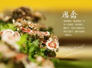 每日音乐:思念