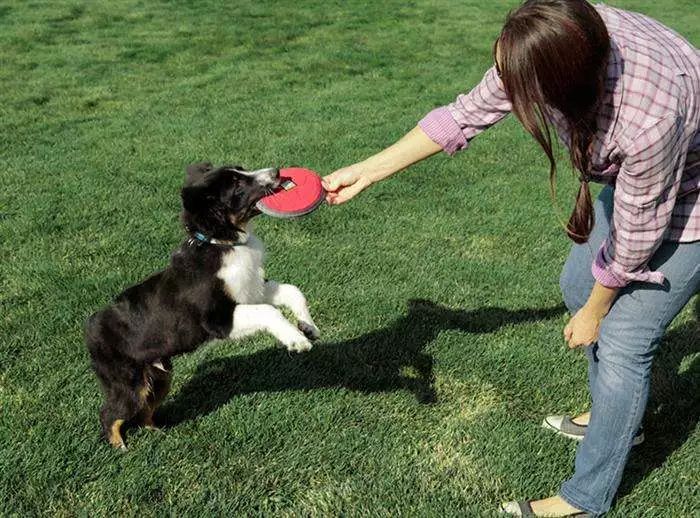 学会这五点训犬法则 再也不是"撒手没"的狗狗