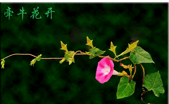 一朵大花花开放的glf动态图 孩子是一朵慢慢开放的花