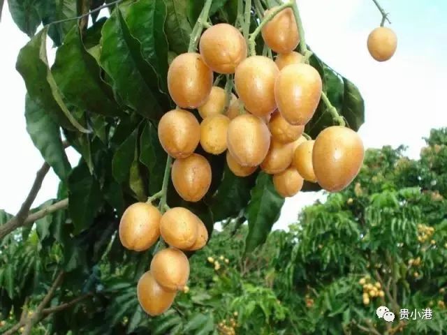 黄橙橙的果实一串串一簇簇,压弯了枝头,在阳光下闪耀着金灿灿的光芒.