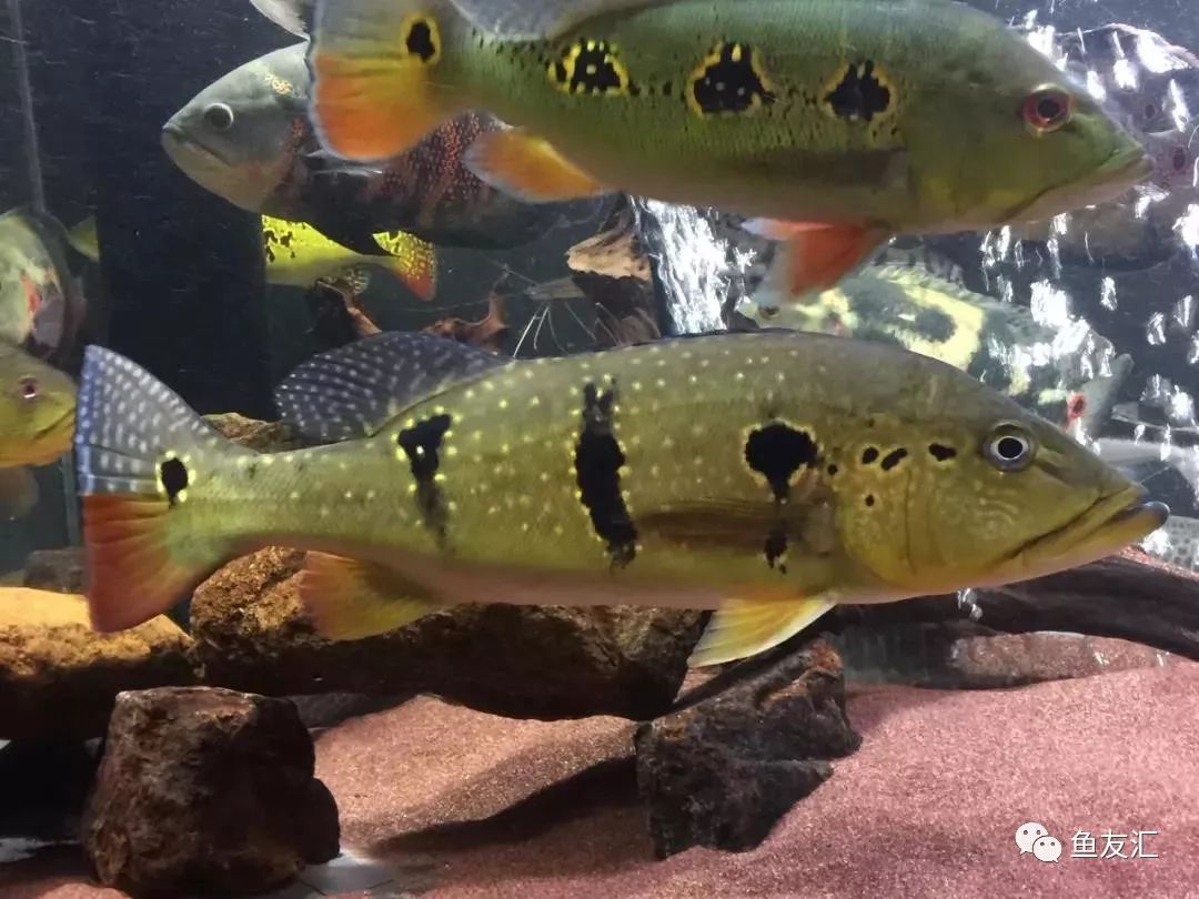 用户照片-Pomacanthus paru-巴西刺盖鱼-喵潜AI鱼类辨识 FISH ID - 你的在线鱼书