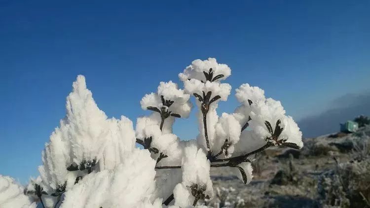 缙云大洋山雾凇