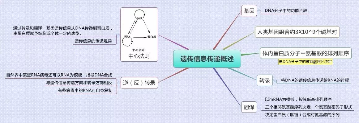 核苷酸代谢的调节