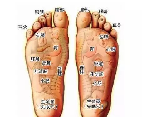 的各个部位 人的双脚上存在着与各脏腑器官相对应的反射区,和经络分布