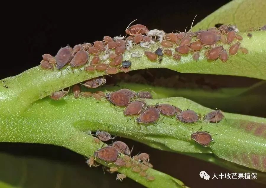 芒果花果期"蚜虫"没防好,小心病虫害一起来袭