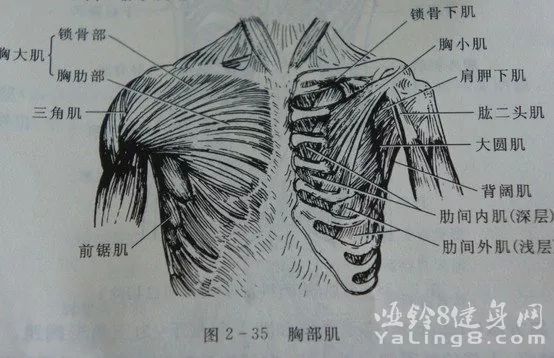 胸小肌位于胸大肌深面,起自第3~5肋骨前面,止于肩胛骨的喙突.