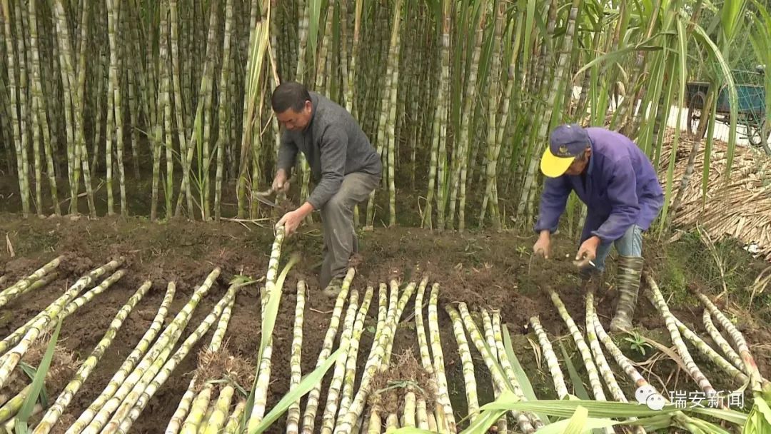 甘蔗种植大户 张焕忠:今年价格比去年贵一倍,这些田里的最少要50,60