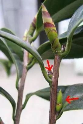 在茎与叶连接的地方(植物学称之为叶腋处),都 长着具有生长能力的芽