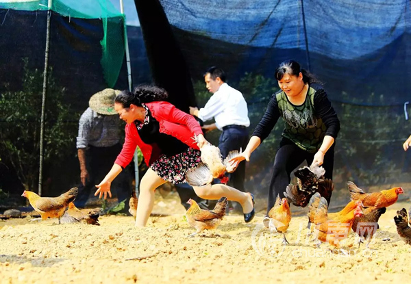 12月23日 活动当天,现场免费报名参加,现场招募"抓鸡大侠",有胆您就来