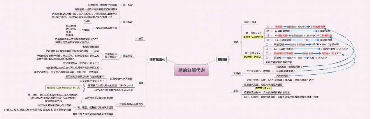 生物化学思维导图集合