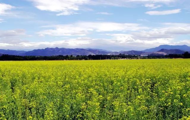 除了油菜花海