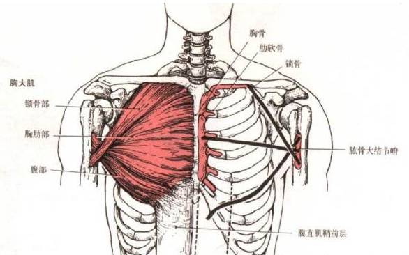 胸肌是一块很大的肌肉