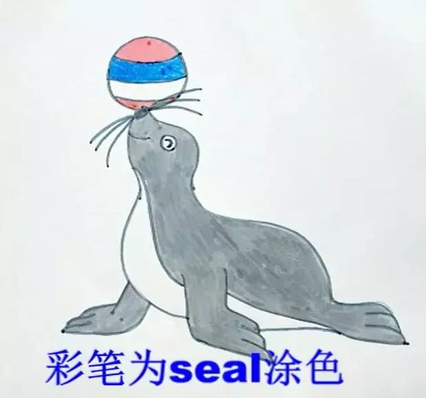 英语萌萌画 | seal海豹