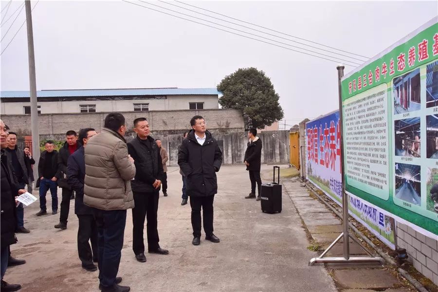 图为李必勇一行在双流镇三合村肉牛生态养殖基地观摩.