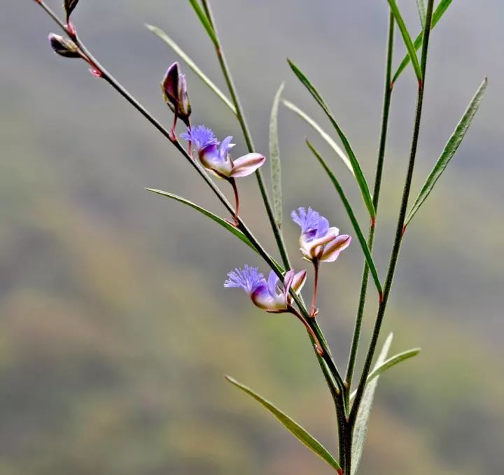 远志(polygala tenuifolia willd)