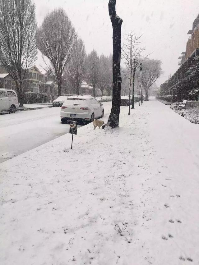 雪!雪!超级大雪突袭温哥华,朋友圈摄影大赛又开始啦!