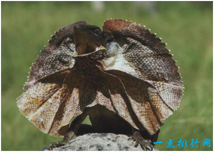 世界上最奇特的蜥蜴,伞蜥颈部长着伞状领圈,还能直立奔跑