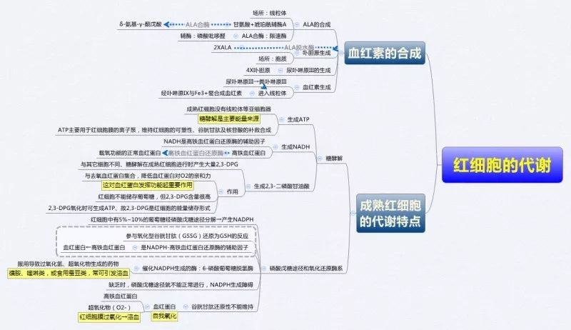 生物化学思维导图集合