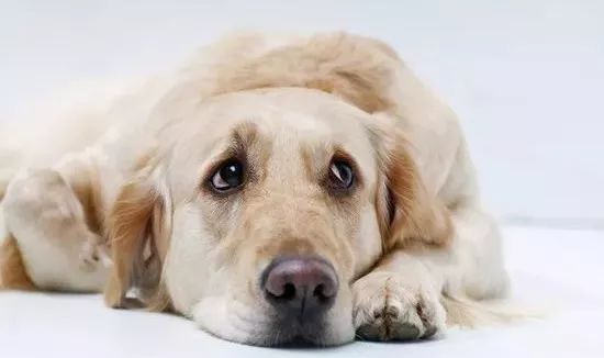 上班族养宠物,该如何缓解狗狗的焦虑症?