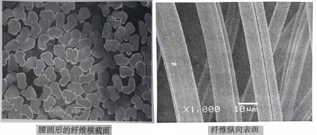 分享| 几种常见的再生纤维素纤维的形态特征