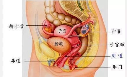由邻近组织器官炎症波及而感染,主要是生殖道炎症如宫颈炎,子宫内膜